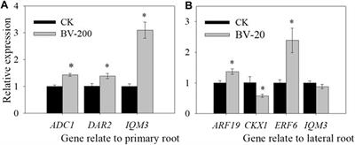 Bismuth Vanadium Oxide Can Promote Growth and Activity in Arabidopsis thaliana